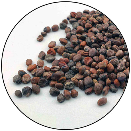 Microgreen Seeds (All)