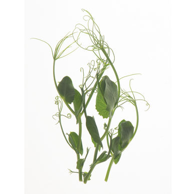 Microgreen - Pea (CONVENTIONAL)