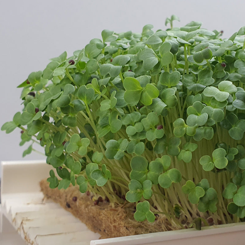 Microgreen - Broccoli (CONVENTIONAL)