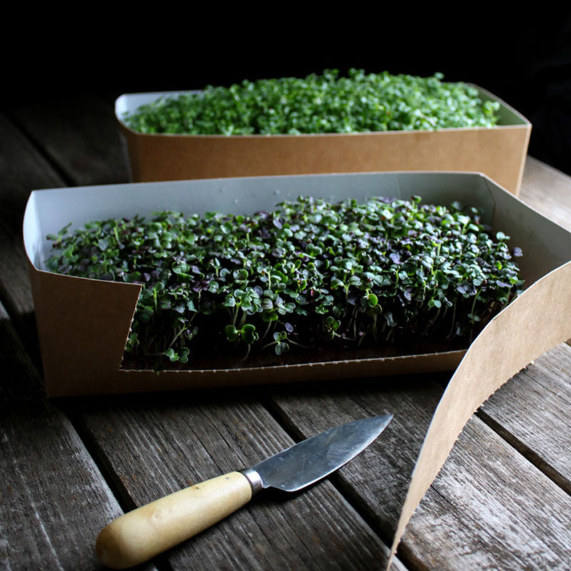 Packaging - Restaurant Carton for live microgreens