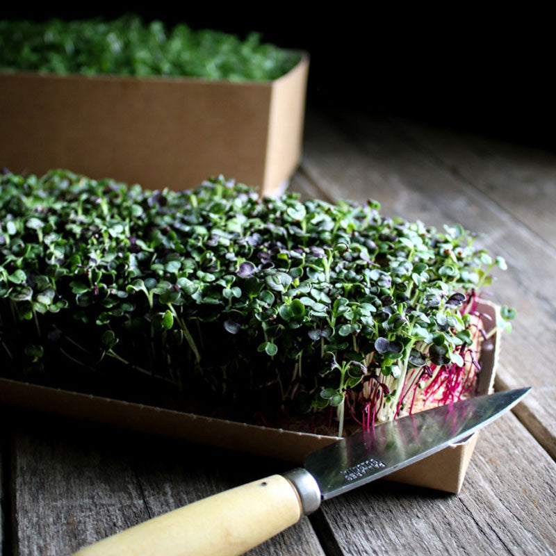 Packaging - Restaurant Carton for live microgreens