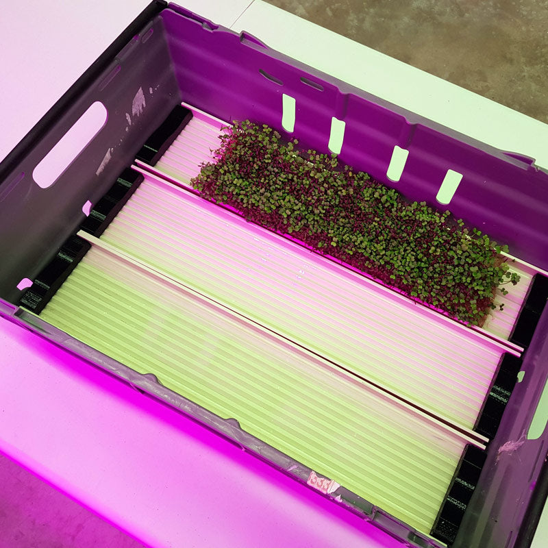 Microgreen Growing Channel - 54 cm