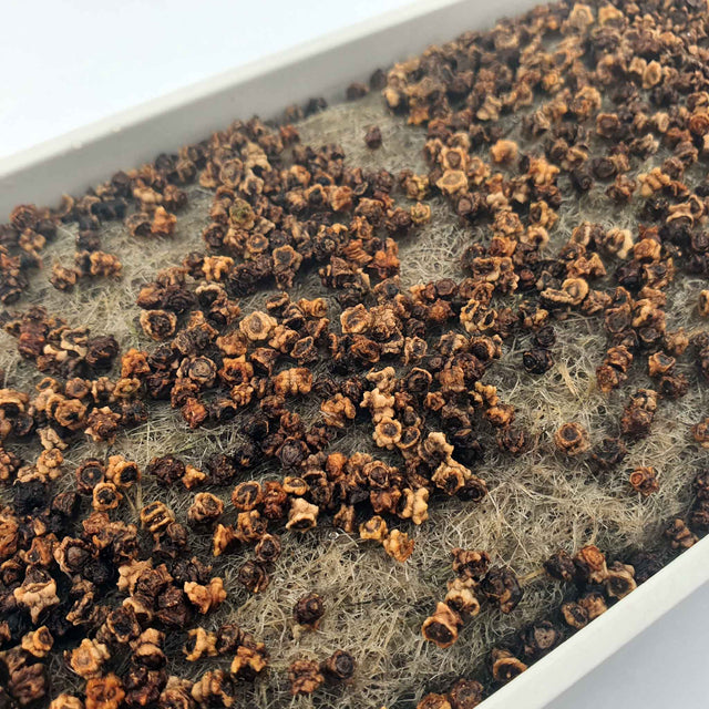 Microgreen - Beet RED RUBY QUEEN (KONVENTIONELL)