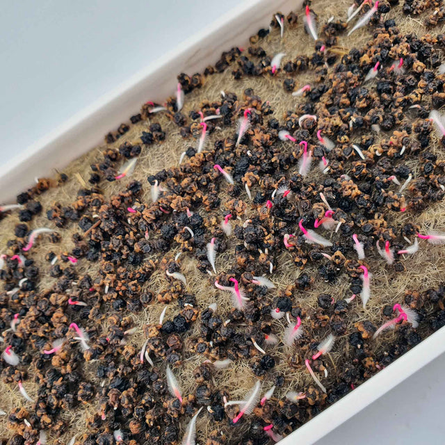 Microgreen - Beet RED RUBY QUEEN (KONVENTIONELL)