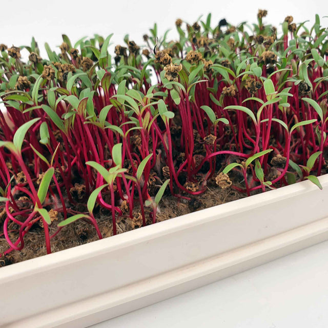 Microgreen - Beet RED RUBY QUEEN (KONVENTIONELL)