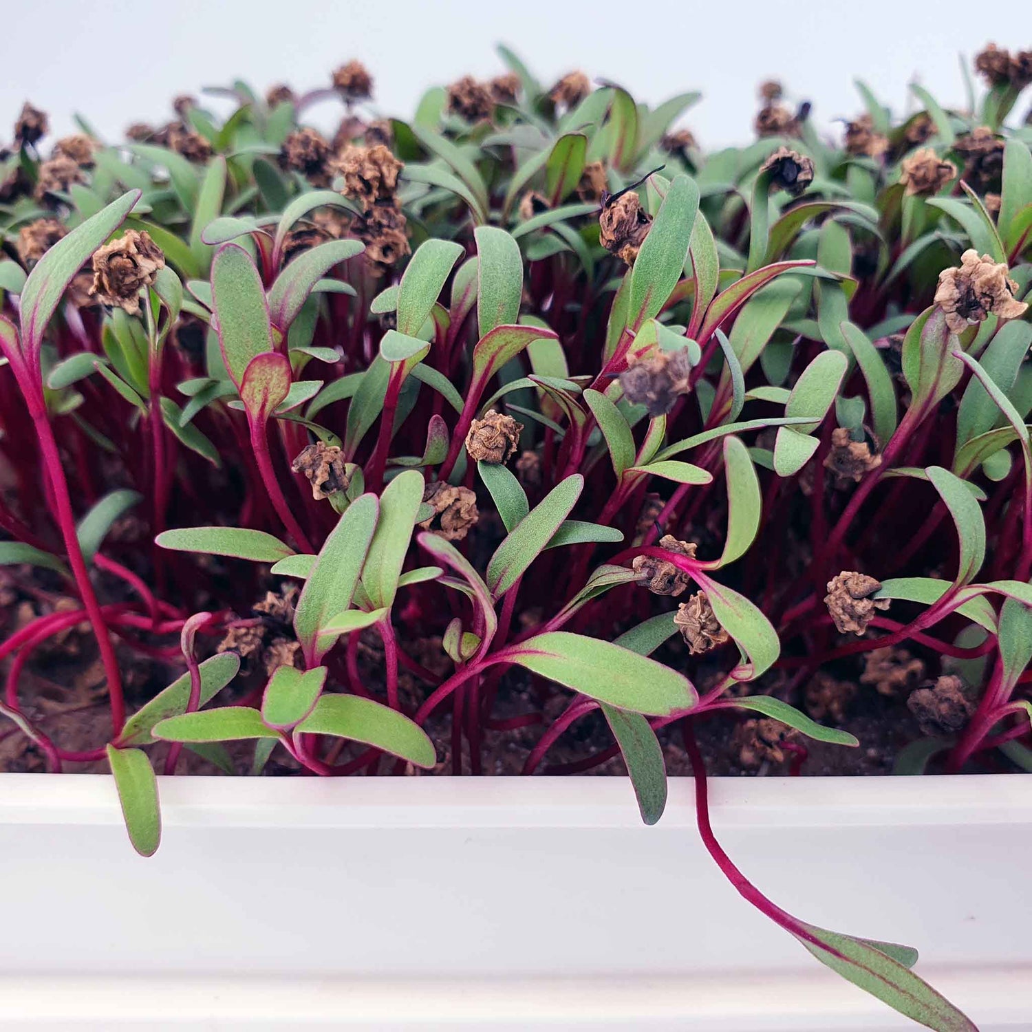 Microgreen - Beet RED RUBY QUEEN (KONVENTIONELL)