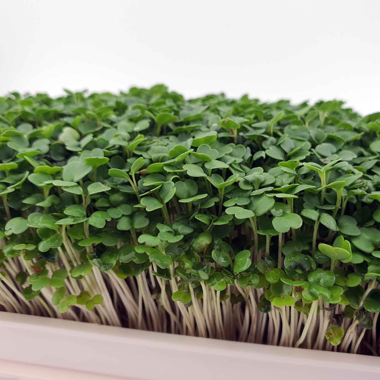 Microgreen - Broccoli (ORGANIC)