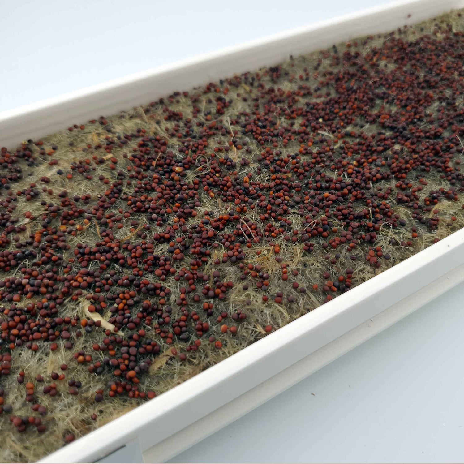 Microgreen - Broccoli (ORGANIC)