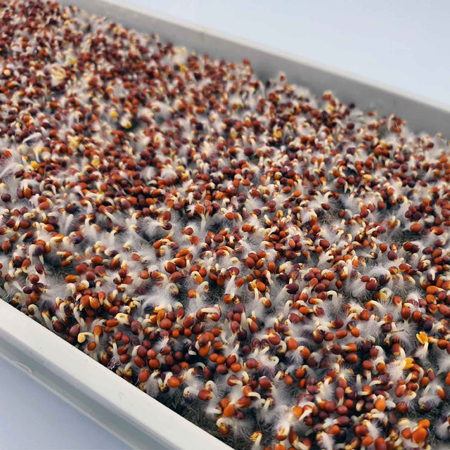 Microgreen - Broccoli (ORGANIC)