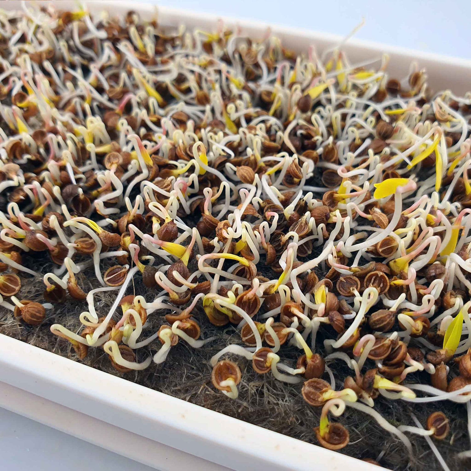 Microgreen - Coriander "Micro Splits" (ORGANIC)