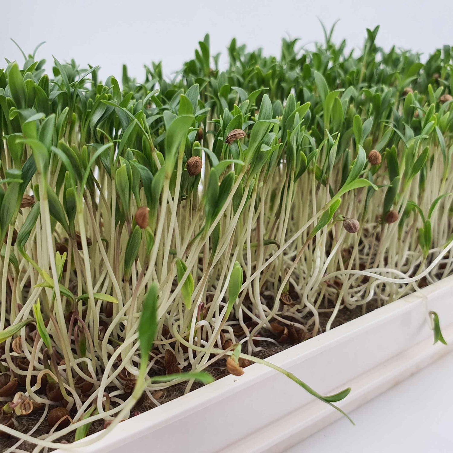 Microgreen - Coriander "Micro Splits" (ORGANIC)