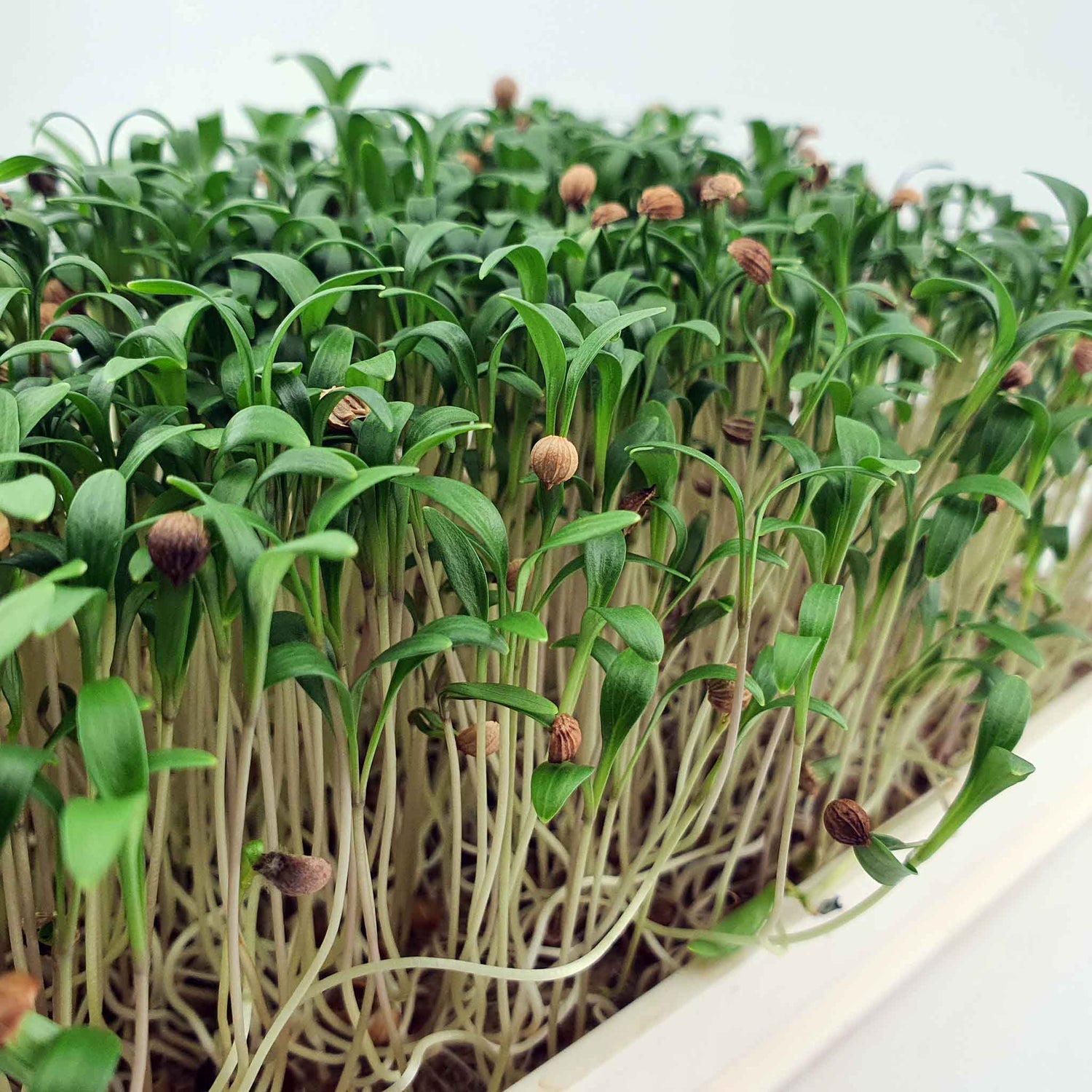 Microgreen - Coriander "Micro Splits" (ORGANIC)