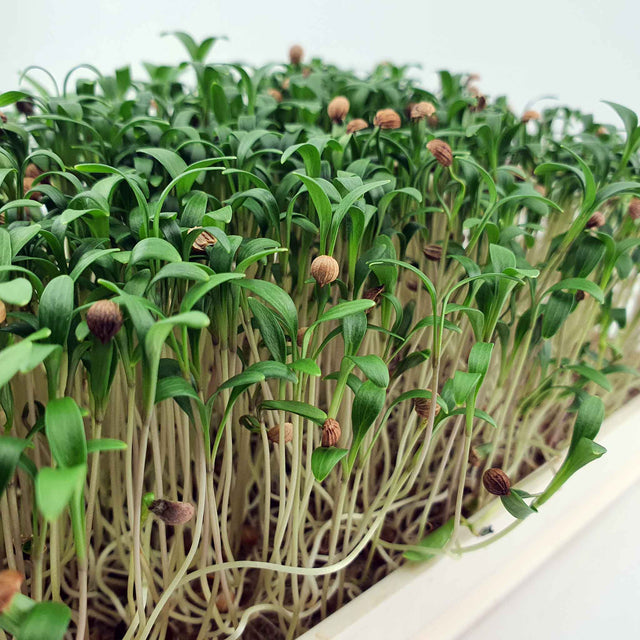 Microgreen - Coriander "Micro Splits" (ORGANIC)
