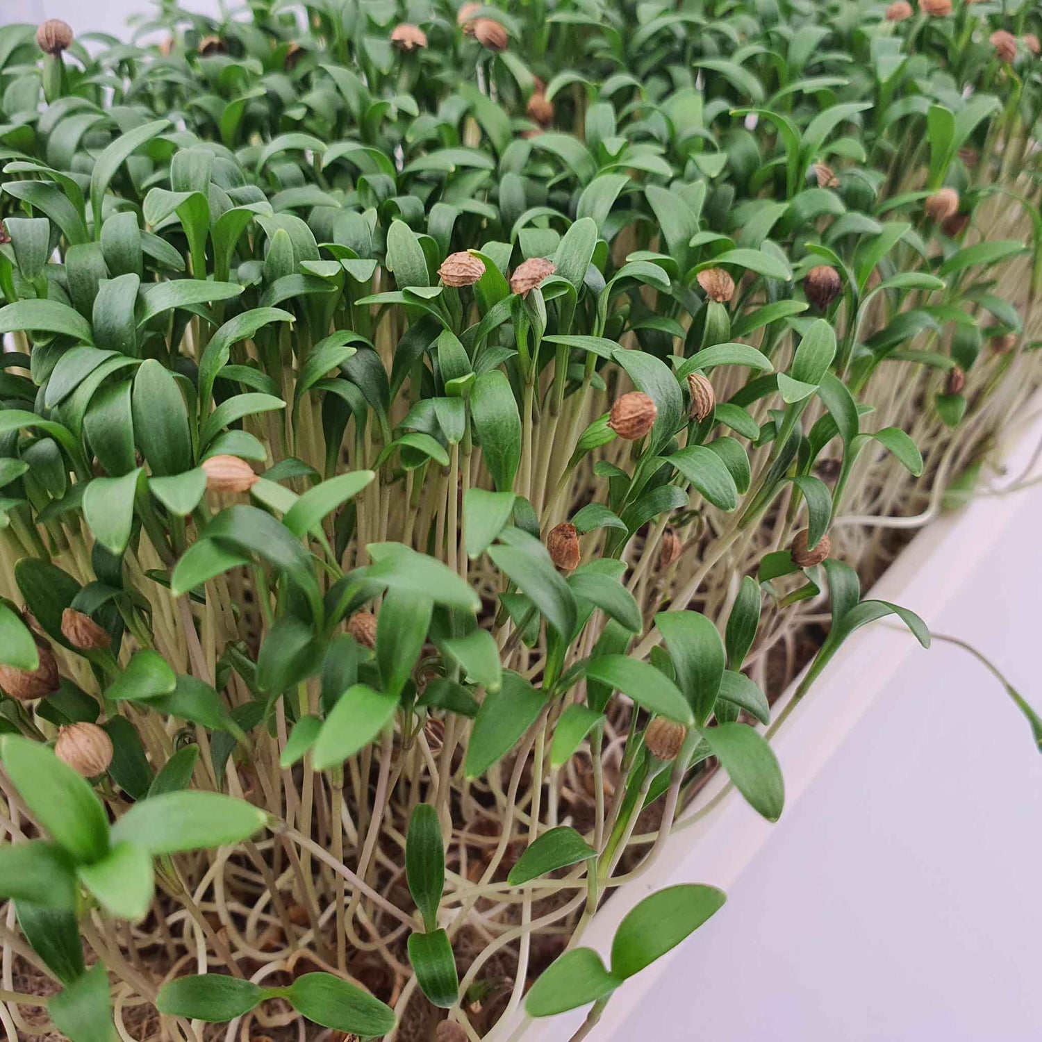 Microgreen - Coriander "Micro Splits" (ORGANIC)