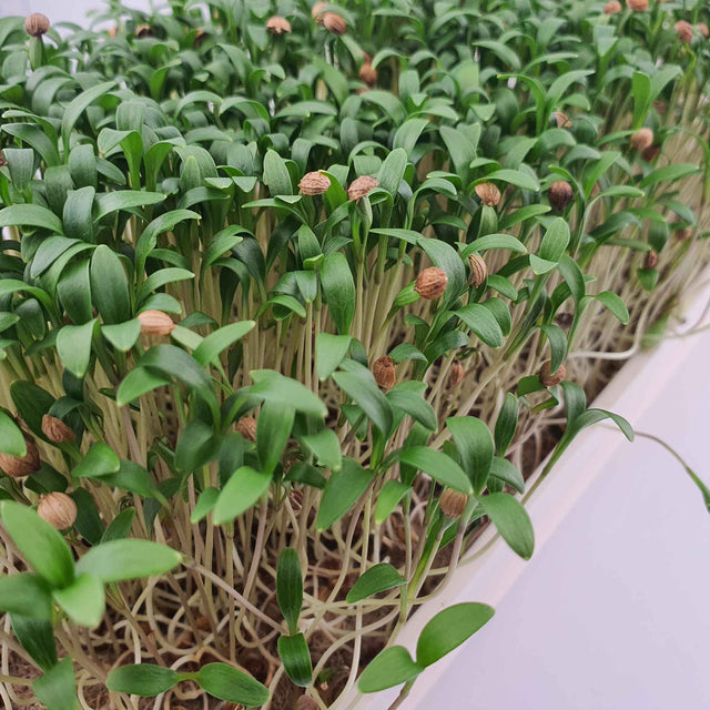 Microgreen - Coriander "Micro Splits" (ORGANIC)