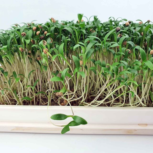Microgreen - Coriander "Micro Splits" (ORGANIC)