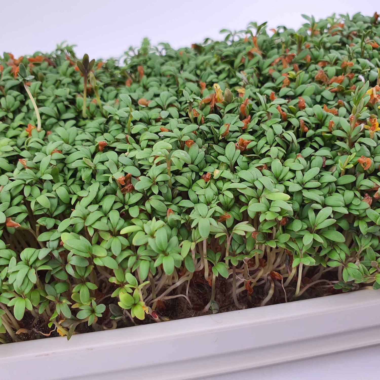 Microgreen - Cress (ORGANIC)