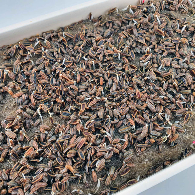 Microgreen -  Fennel (CONVENTIONAL)