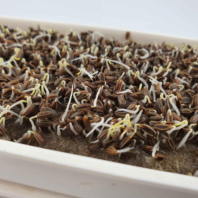 Microgreen -  Fennel (CONVENTIONAL)