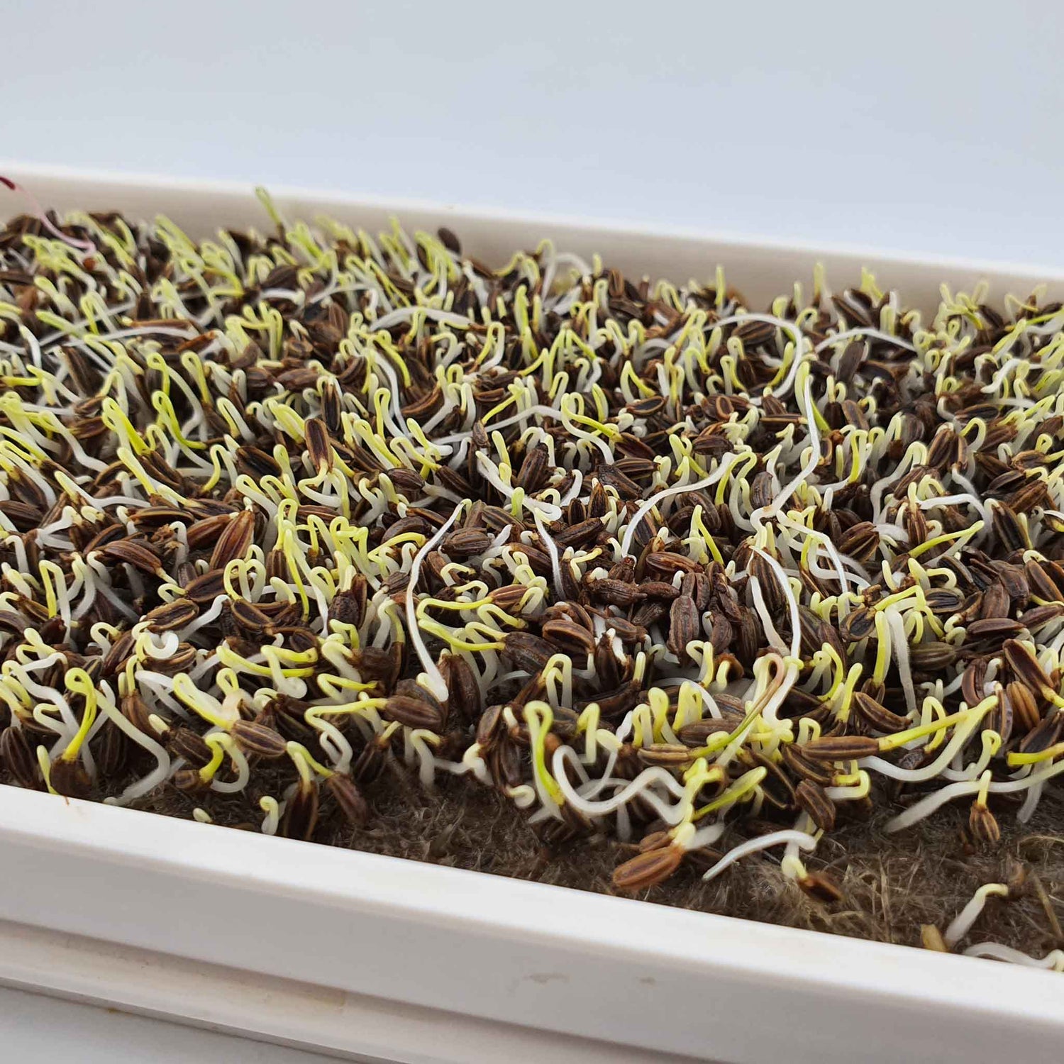 Microgreen -  Fennel (CONVENTIONAL)