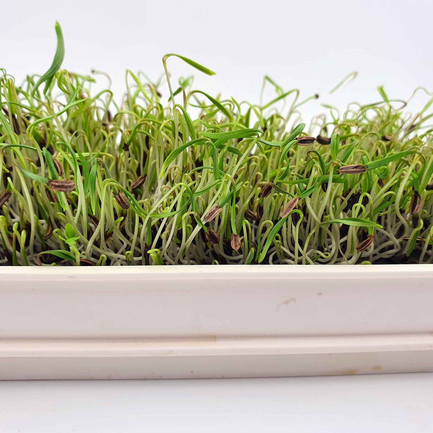 Microgreen -  Fennel (CONVENTIONAL)