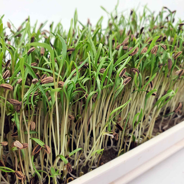 Microgreen -  Fennel (CONVENTIONAL)