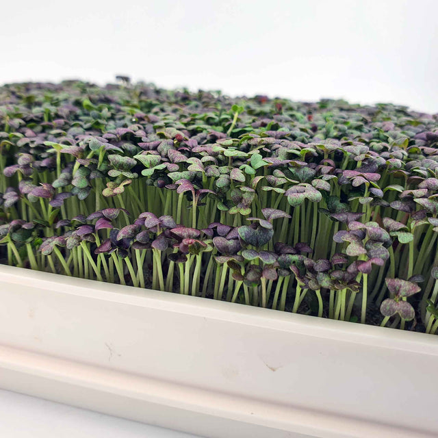 Microgreen - Mizuna Red (CONVENTIONAL)