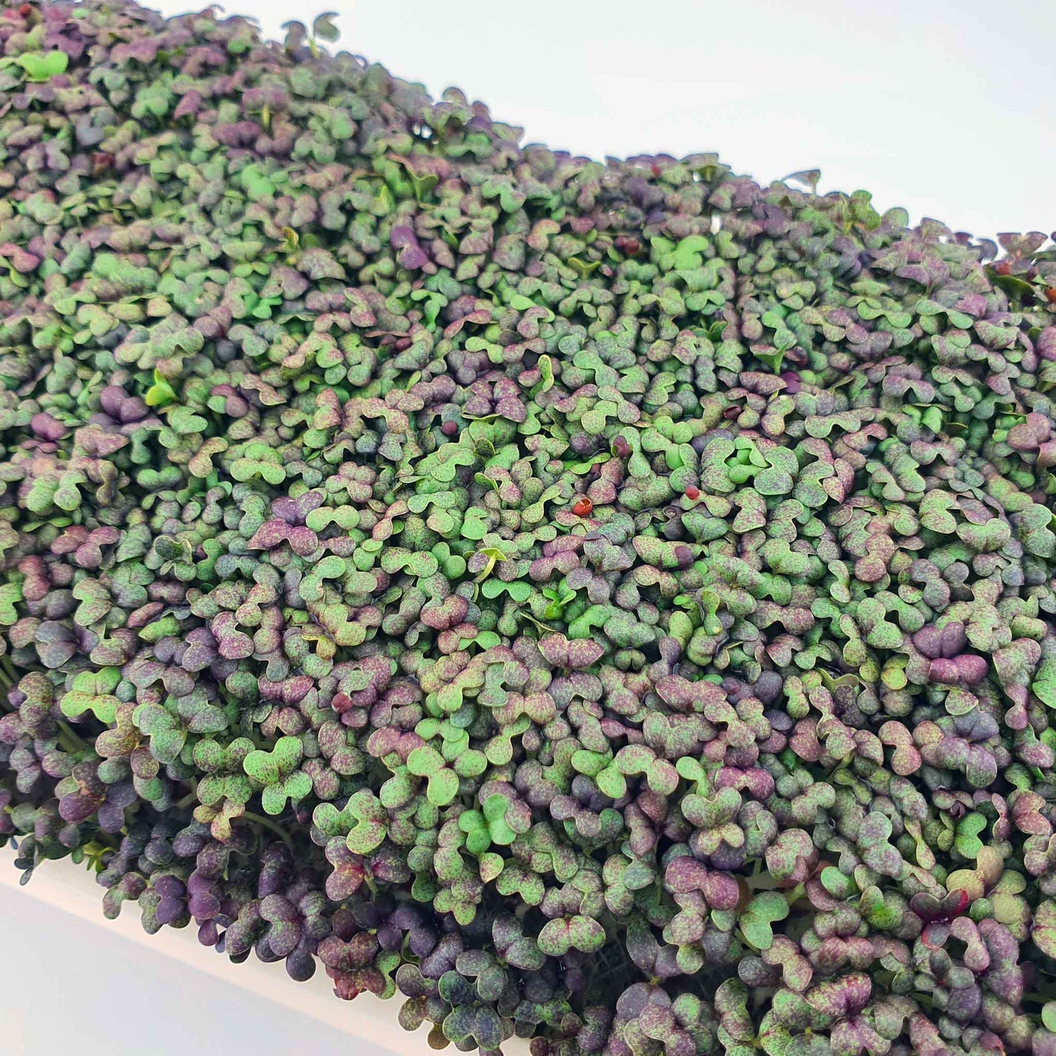 Microgreen - Mizuna Red (CONVENTIONAL)