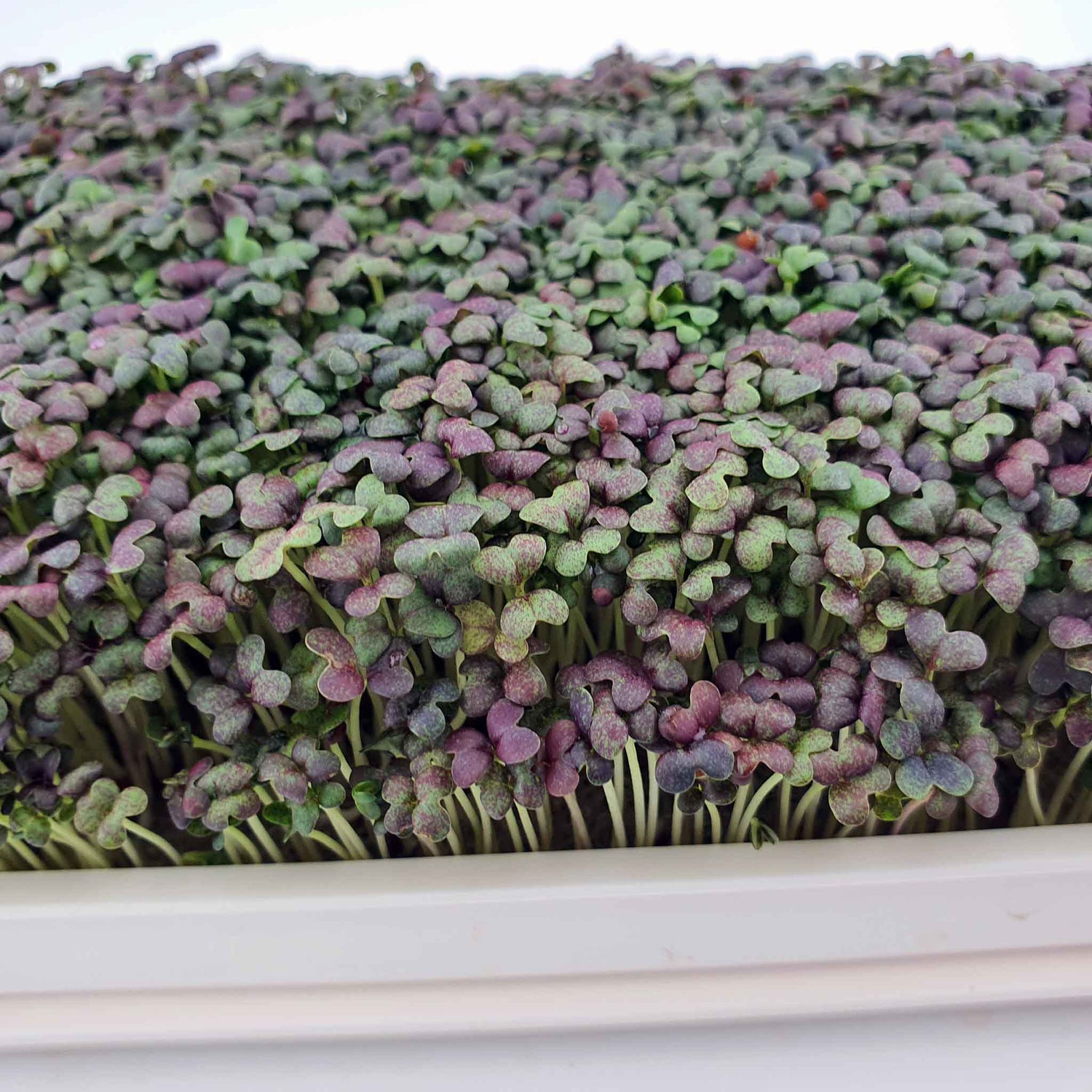 Microgreen - Mizuna Red (CONVENTIONAL)