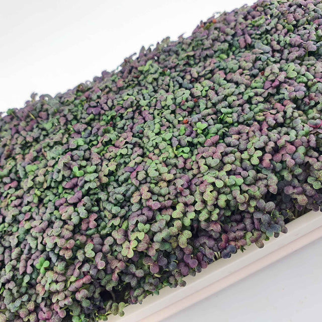 Microgreen - Mizuna Red (CONVENTIONAL)