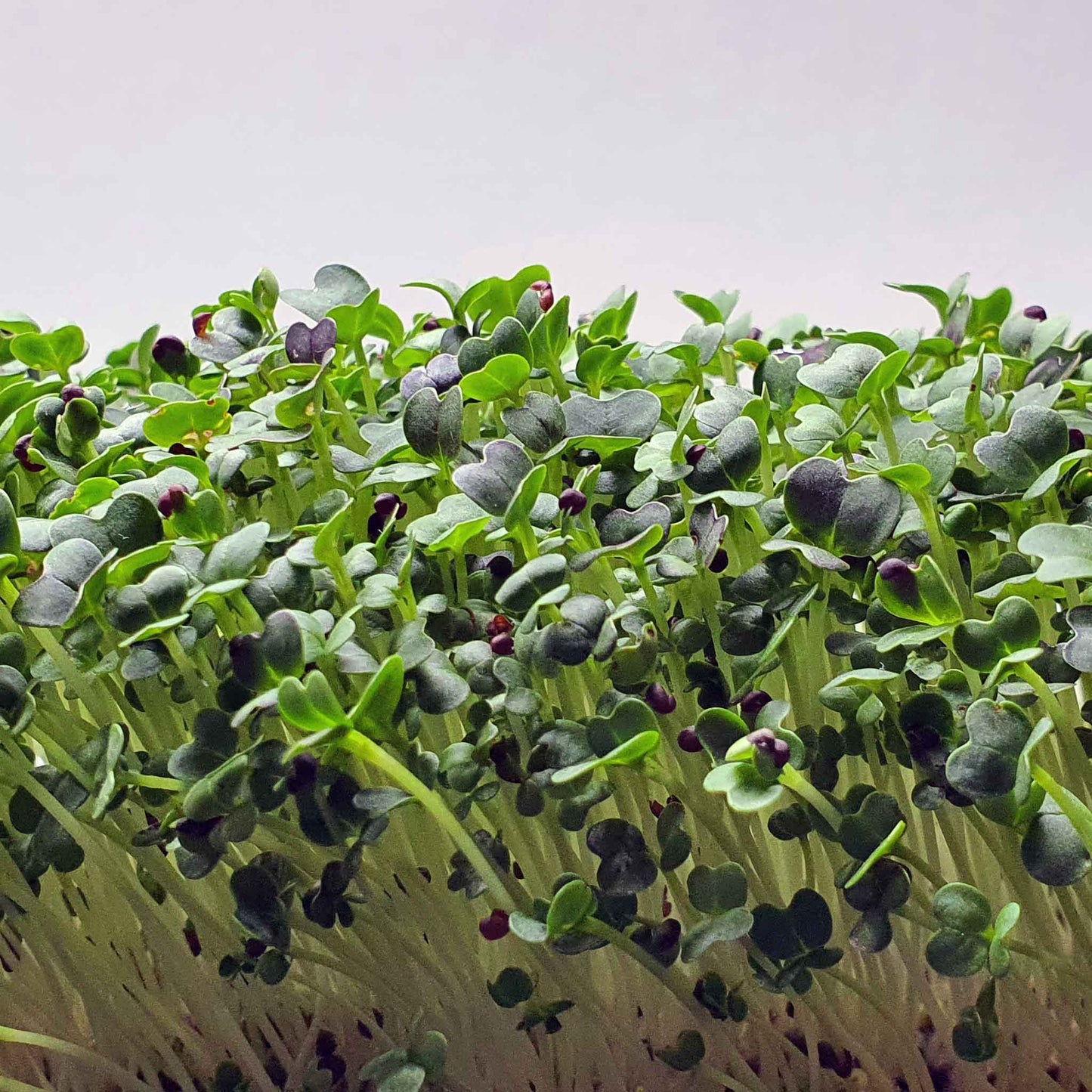 Microgreen - Red Pak Choi (CONVENTIONAL)