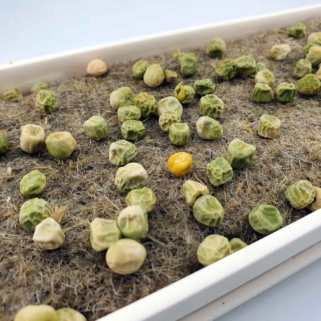 Microgreen - Pea (ORGANIC)