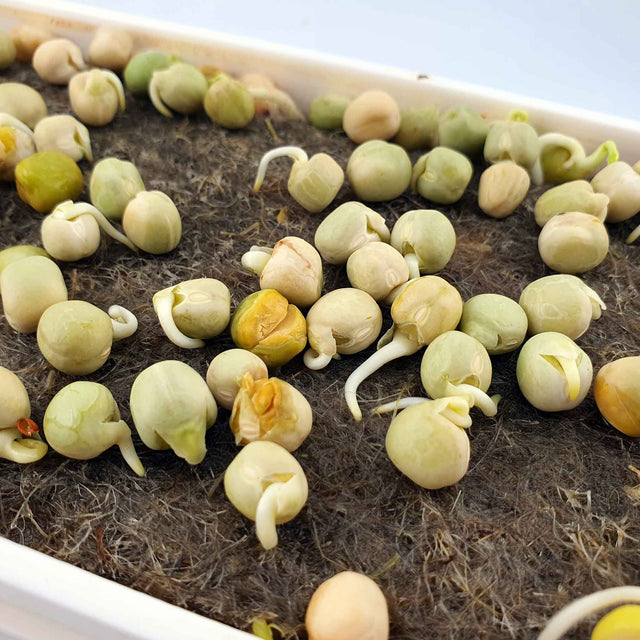 Microgreen - Pea (ORGANIC)