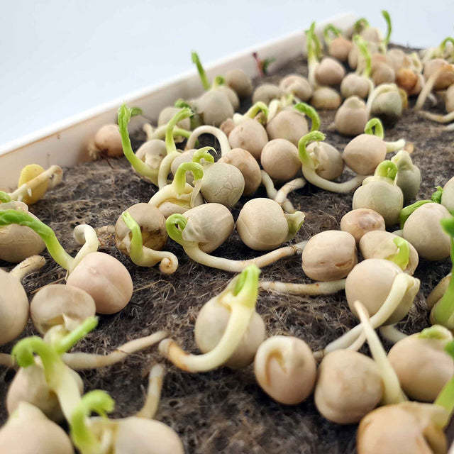 Microgreen - Pea (ORGANIC)