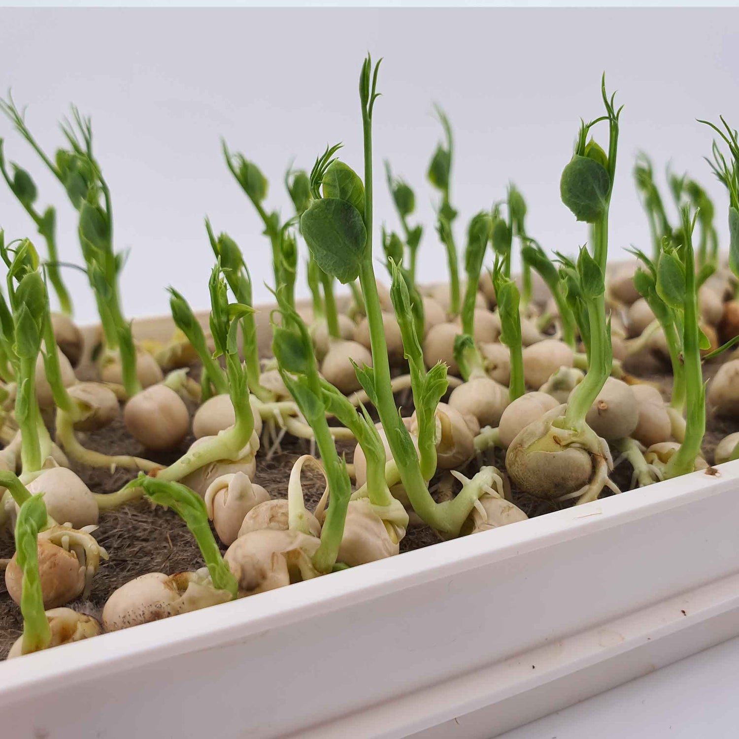 Microgreen - Pea (ORGANIC)
