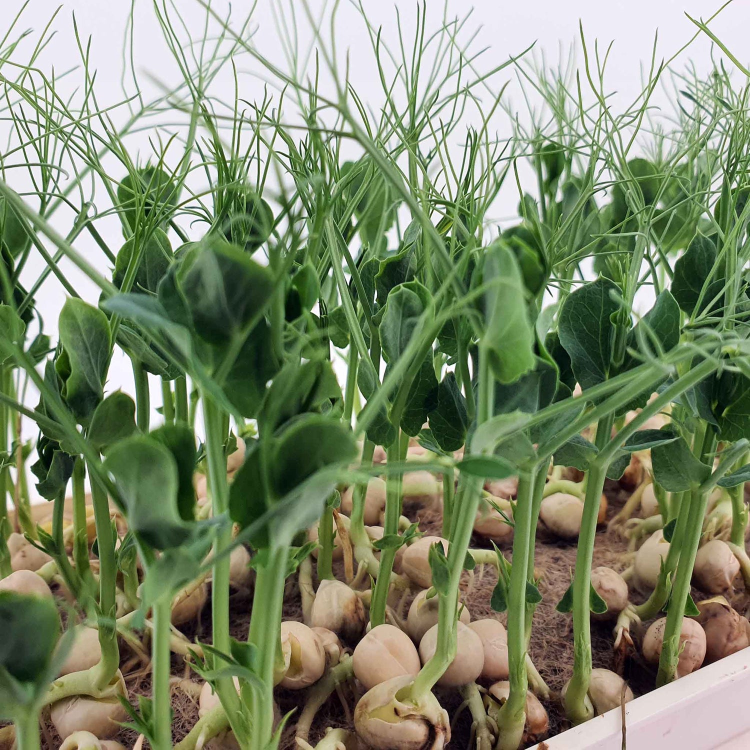 Microgreen - Pea (ORGANIC)