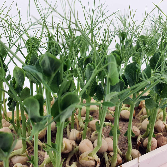 Microgreen - Pea (ORGANIC)