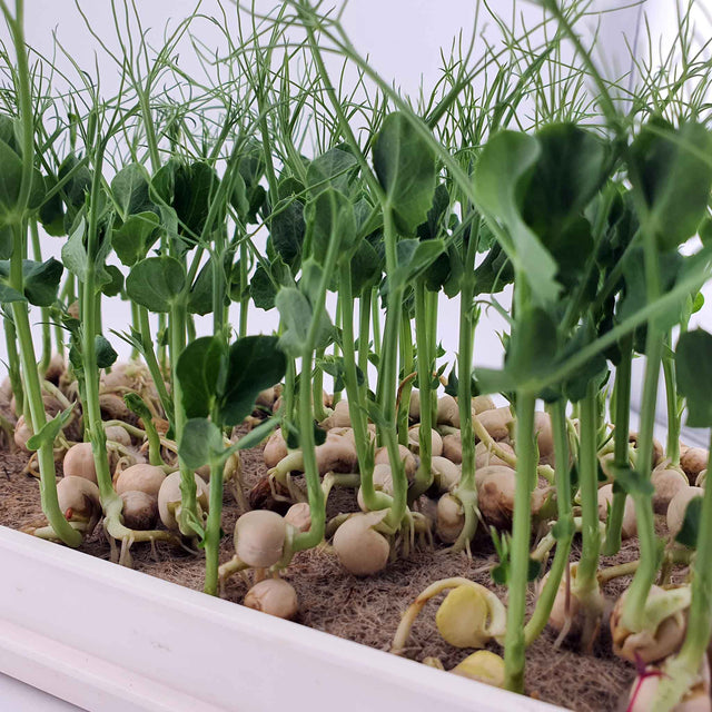 Microgreen - Pea (ORGANIC)