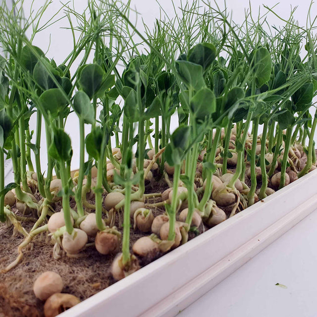 Microgreen - Pea (ORGANIC)