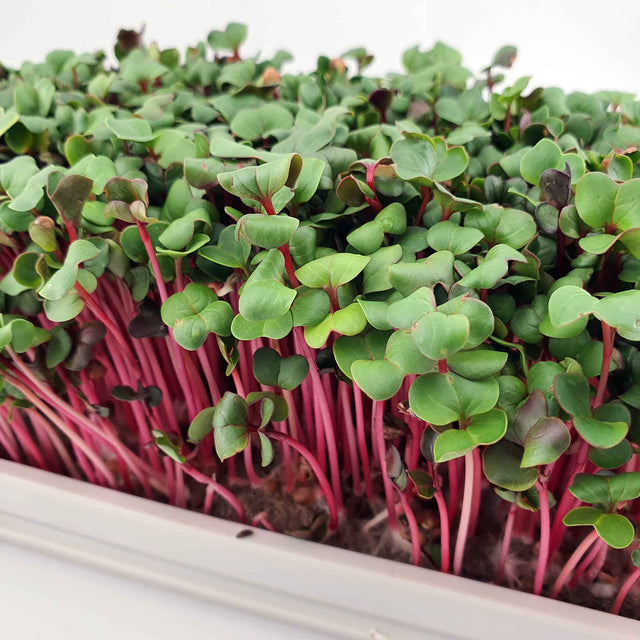 Microgreen - Radish Red Coral (Conventional)