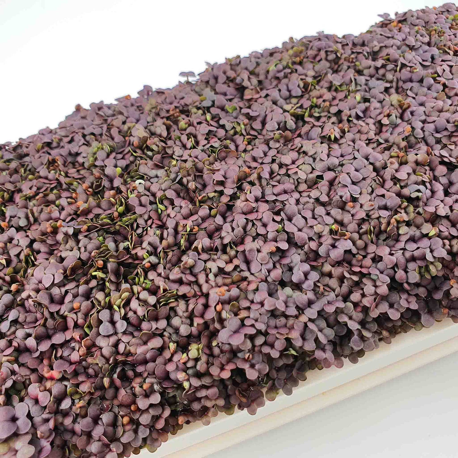 Microgreen - Mustard Red (CONVENTIONAL)