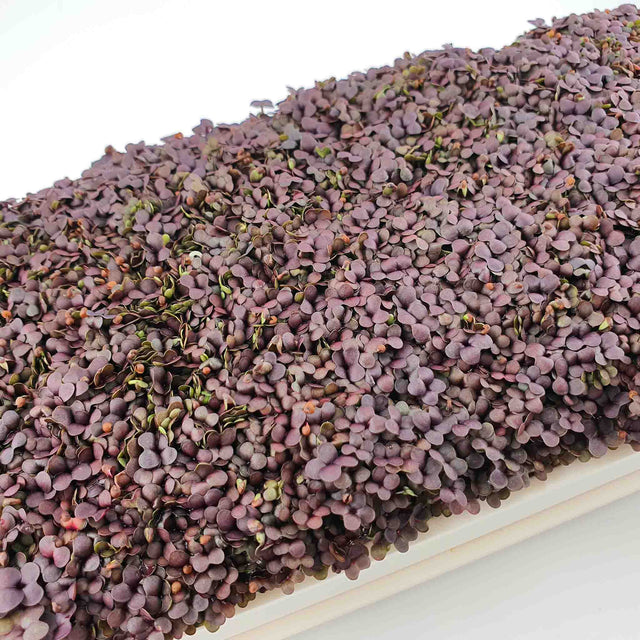 Microgreen - Mustard Red (CONVENTIONAL)
