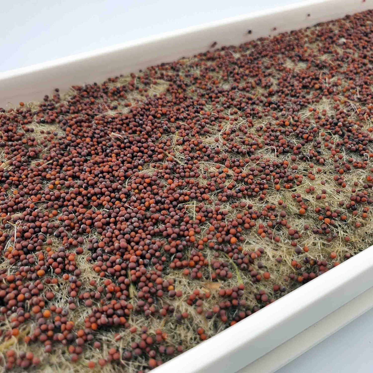 Microgreen - Mustard Red (CONVENTIONAL)