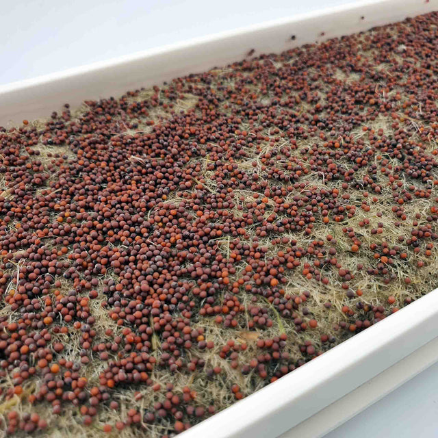 Microgreen - Mustard Red (CONVENTIONAL)