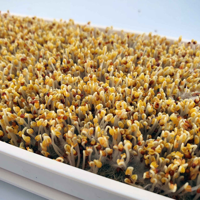 Microgreen - Mustard Red (CONVENTIONAL)