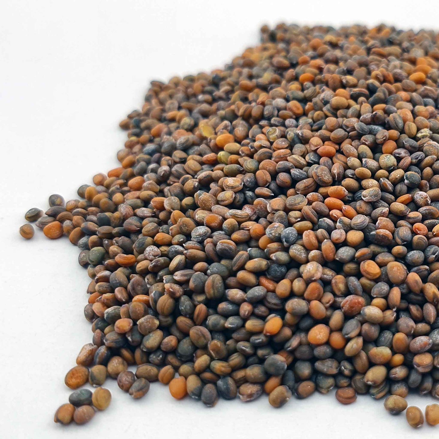 Microgreen - raket (CONVENTIONELL)