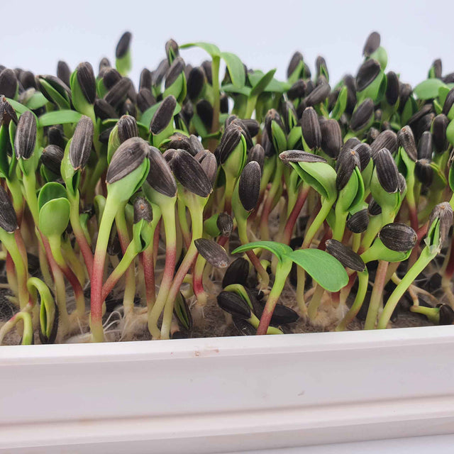 Microgreen - Sunflower seeds (CONVENTIONAL)