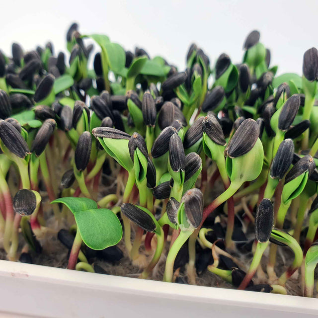 Microgreen - Sunflower seeds (CONVENTIONAL)
