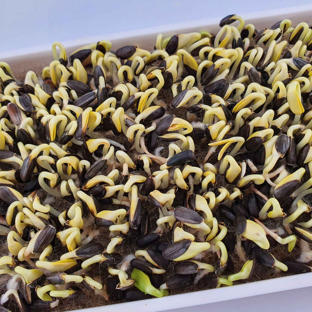 Microgreen - Sunflower seeds (CONVENTIONAL)