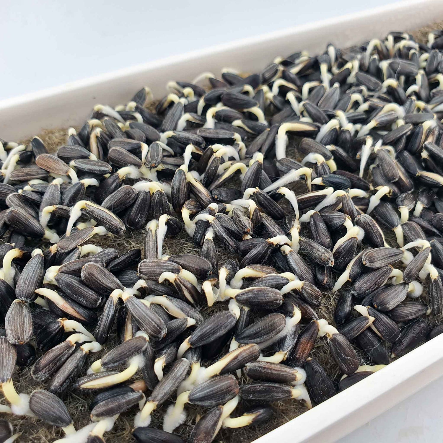 Microgreen - Sunflower seeds (CONVENTIONAL)